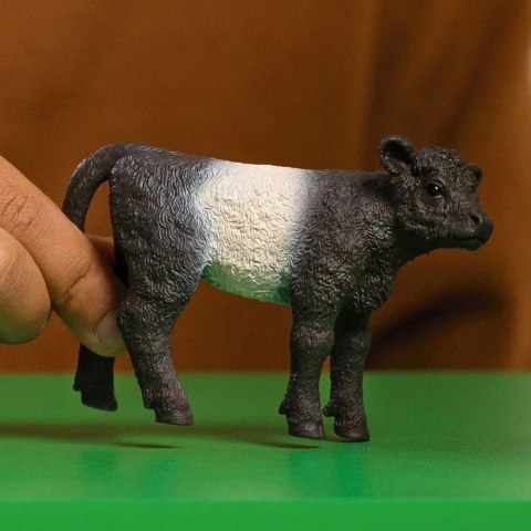 Schleich Figurka ciele rasy Galloway