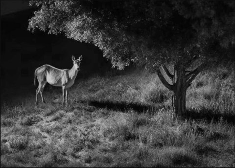 Fotopułapka Reolink Camovue 8MP LTE Talon Series T130